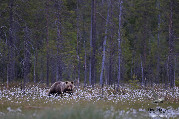 Braunbaer Ursus arctos brown bear 0003