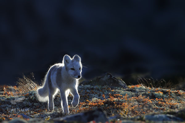 Polarfuchs,Eisfuchs,Arctic Foxes,Alopex lagopus,Vulpex lagopus 0112