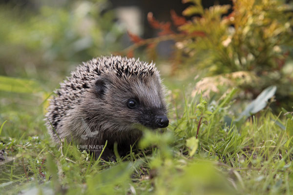 Europaeischer Igel,European Hedgehog,Erinaceus europeas 0016