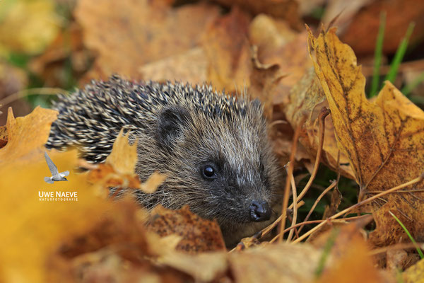 Europaeischer Igel,European Hedgehog,Erinaceus europeas 0022
