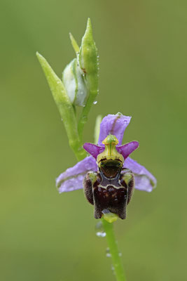 Durance-Hummel-Ragwurz Ophrys druentica 0001