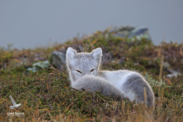 Polarfuchs,Eisfuchs,Arctic Foxes,Alopex lagopus,Vulpex lagopus 0077