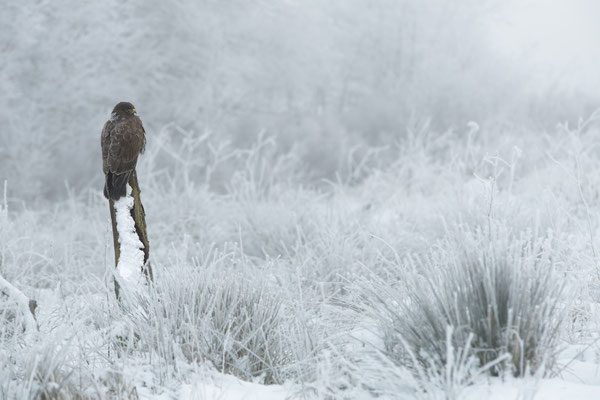 Mäusebussard,Buteo buteo,Common Buzzard 0081