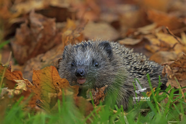 Europaeischer Igel,European Hedgehog,Erinaceus europeas 0028