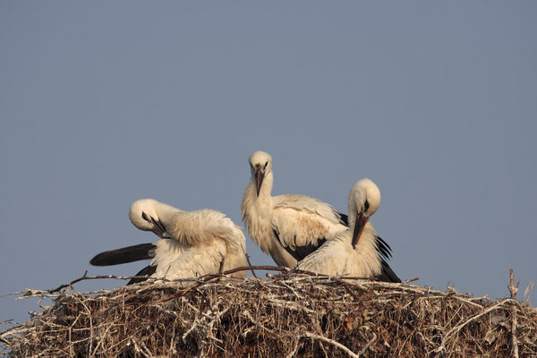 Weissstoerche,White Stork,Ciconia ciconia 0051