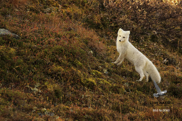 Polarfuchs,Eisfuchs,Arctic Foxes,Alopex lagopus,Vulpex lagopus 0060