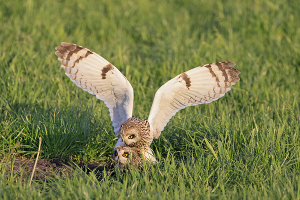Sumpfohreule,Asio flammeus,Short eared Owl 0046