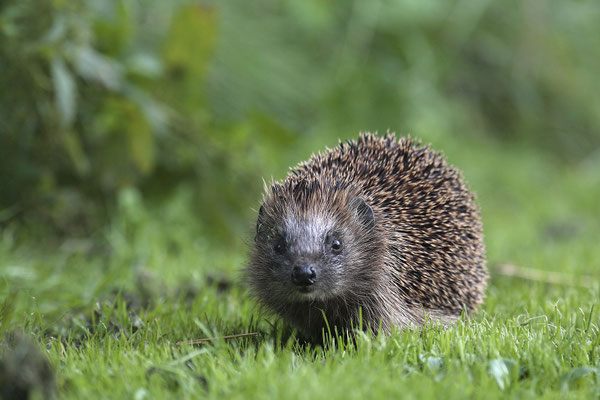 Europaeischer Igel,European Hedgehog,Erinaceus europeas 0004