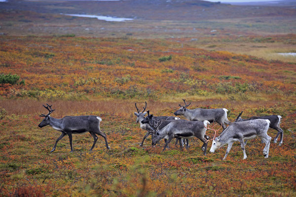 Ren Rentier Rangifer tarandus Reindeer 0050