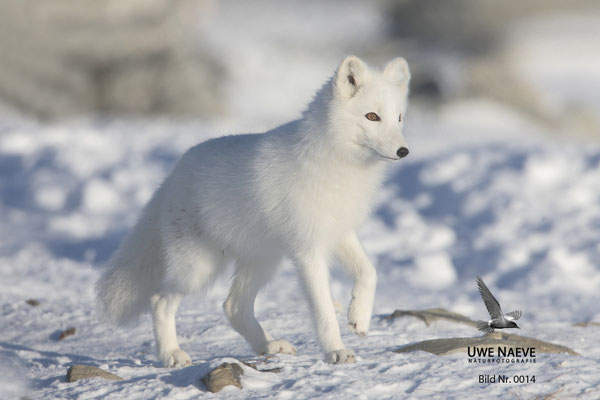 Polarfuchs,Eisfuchs,Arctic Foxes,Alopex lagopus,Vulpex lagopus 004