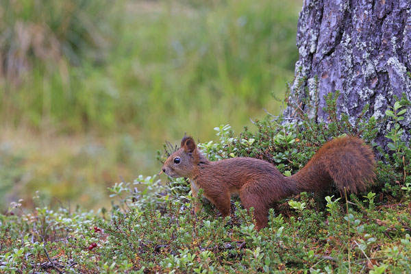 Eichhoernchen,Sciurus vulgaris,Red Squirrel 0044