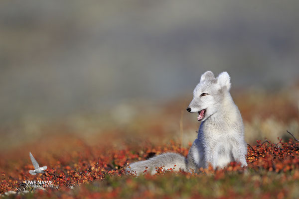 Polarfuchs,Eisfuchs,Arctic Foxes,Alopex lagopus,Vulpex lagopus 0111