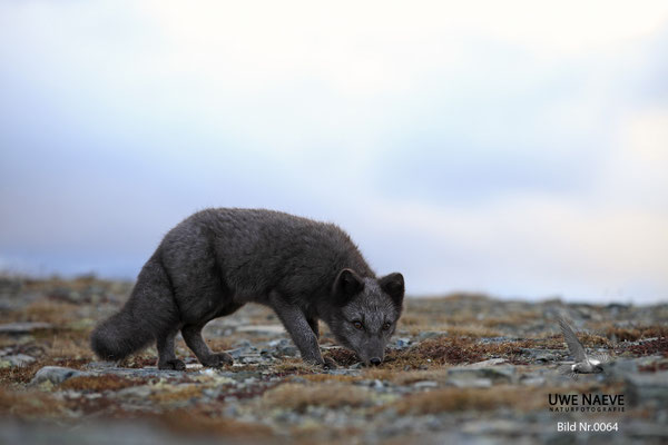 Polarfuchs,Eisfuchs,Arctic Foxes,Alopex lagopus,Vulpex lagopus 0064