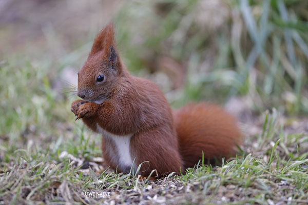Eichhoernchen,Sciurus vulgaris,Red Squirrel 0035
