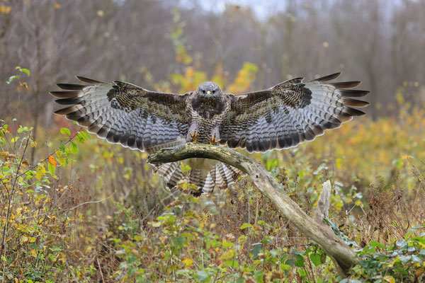 Mäusebussard,Buteo buteo,Common Buzzard 0258