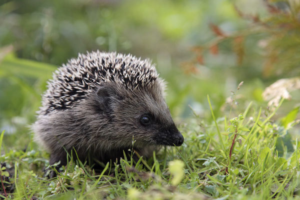 Europaeischer Igel,European Hedgehog,Erinaceus europeas 0018