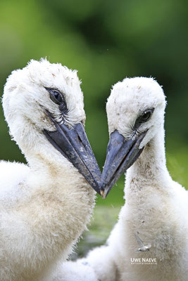 Weissstorch,White Stork,Ciconia ciconia 0130