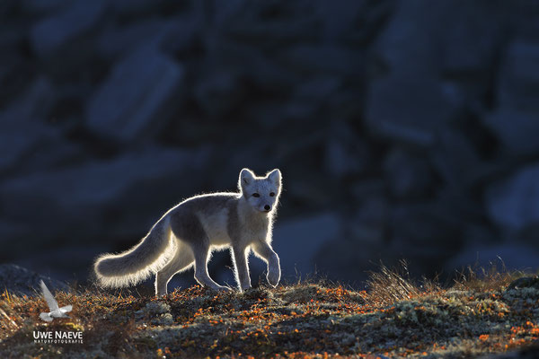 Polarfuchs,Eisfuchs,Arctic Foxes,Alopex lagopus,Vulpex lagopus 0065