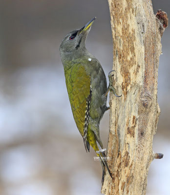 Grauspecht Weibchen,Picus canus,Gray-headed Woodpecker,female 0003