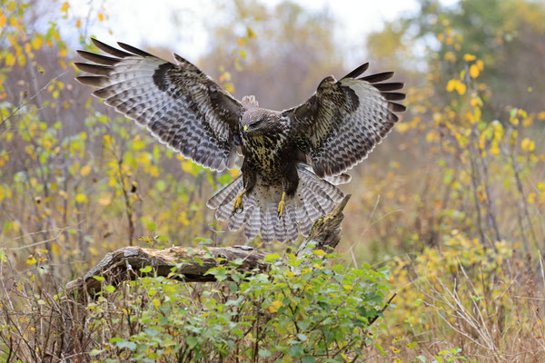 Mäusebussard,Buteo buteo,Common Buzzard 0229