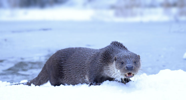 Fischotter,Otter,Lutra lutra 0127