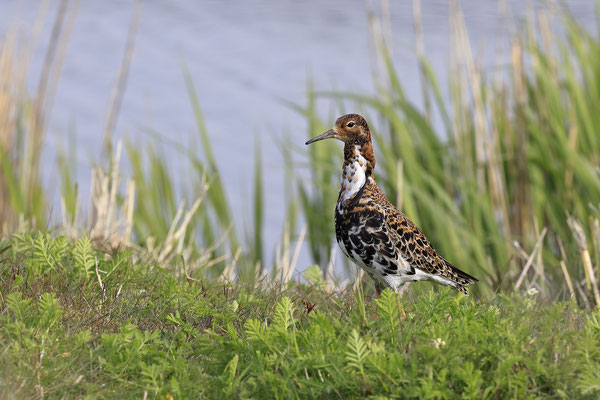 Kampflaeufer,Philomachus pugnax,Ruff,0026