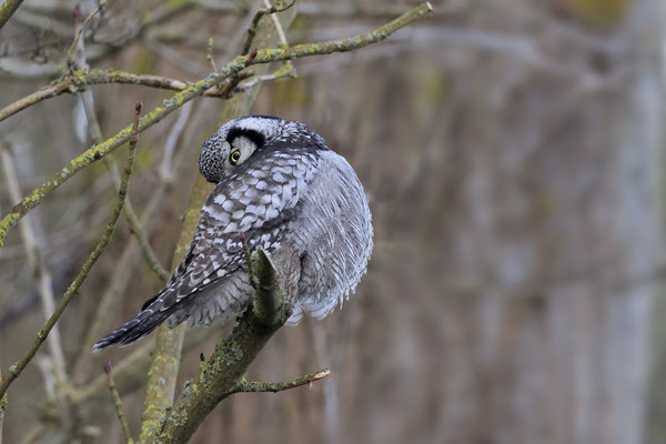 Sperbereule Surnia ulula Hawk 0005