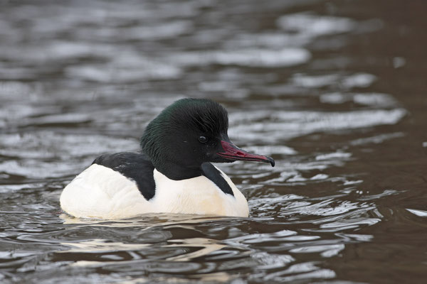 Gaensesaeger , Cammon Merganser , Mergus merganser 0003