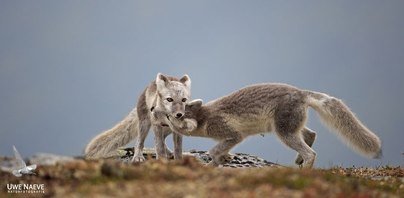 Polarfuchs,Eisfuchs,Arctic Foxes,Alopex lagopus,Vulpex lagopus 0096