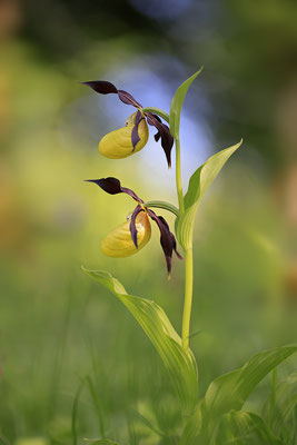Gelber Frauenschuh,Cypripedium calceolus,yellow lady s slipper orchid 0010