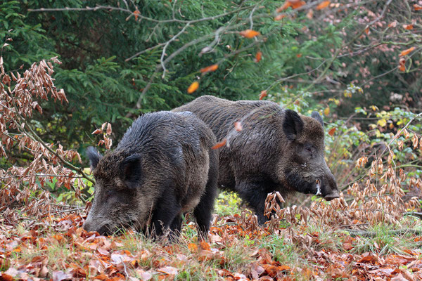 Wildschwein,Wild Boar,Sus scrofa 0074