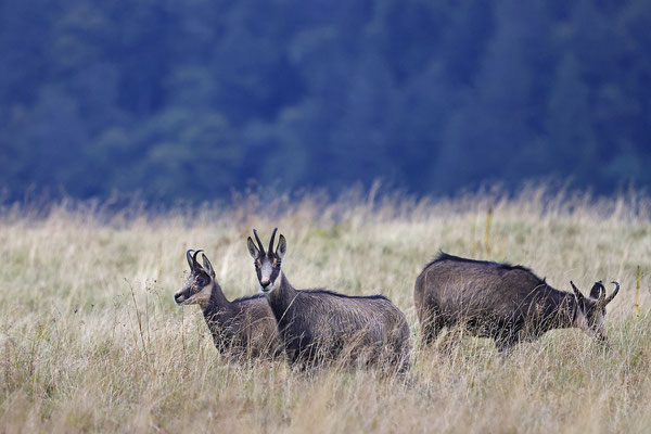 Gämse,Gaemse,chamois,Rupicapra rupicapra 0011