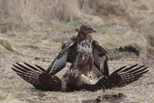 Mäusebussard,Buteo buteo,Common Buzzard 0030