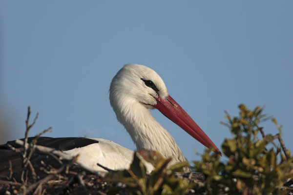 Weissstorch,White Stork,Ciconia ciconia 0016
