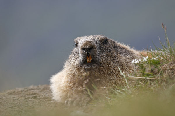 Alpenmurmeltier,Marmota,Marmot 0003