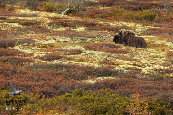 Moschusochse,Muskox,Ovibus moschatus,0123