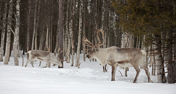 Ren Rentier Rangifer tarandus Reindeer 0144