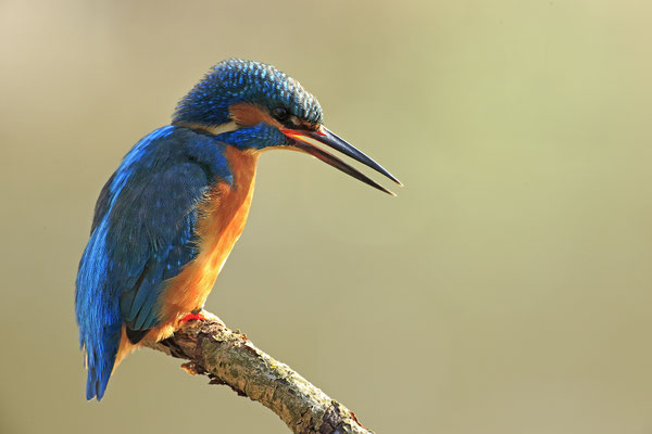 Eisvogel,Alcedo atthis,River King fisher 0053