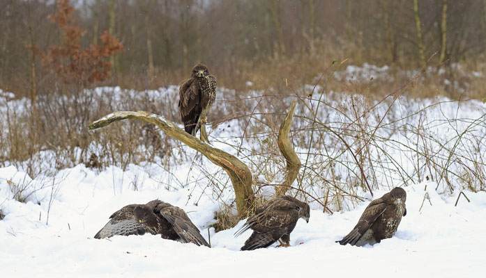 Mäusebussard,Buteo buteo,Common Buzzard 0280