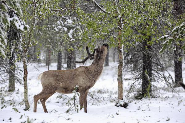 Ren Rentier Rangifer tarandus Reindeer 0069