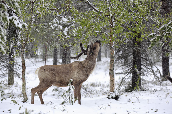 Ren Rentier Rangifer tarandus Reindeer 0069
