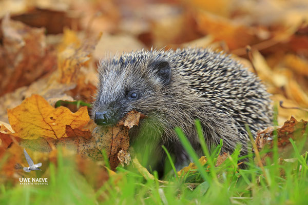 Europaeischer Igel,European Hedgehog,Erinaceus europeas 0039