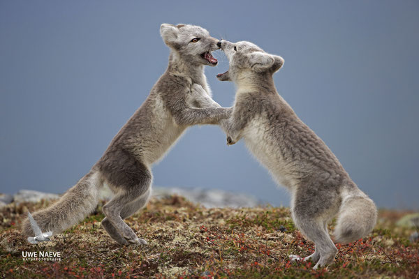Polarfuchs,Eisfuchs,Arctic Foxes,Alopex lagopus,Vulpex lagopus 0102