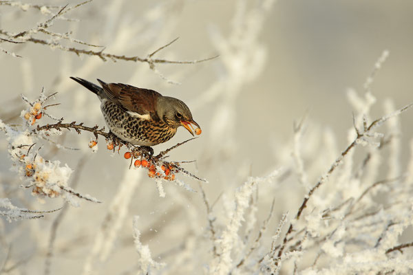 Wacholderdrossel,Turdus pilaris,Fieldfare 0021