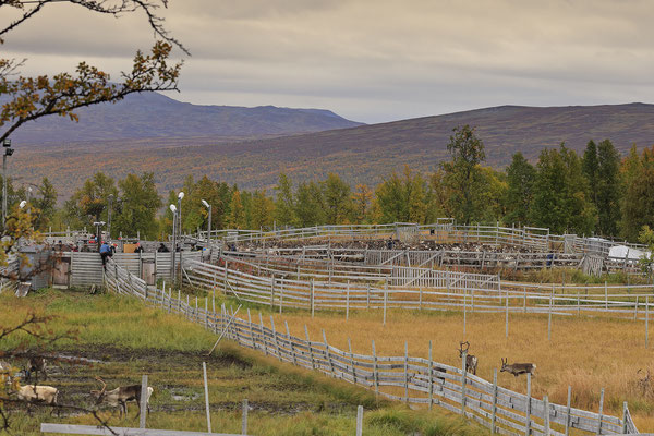 Ren Rentier Rangifer tarandus Reindeer 0140