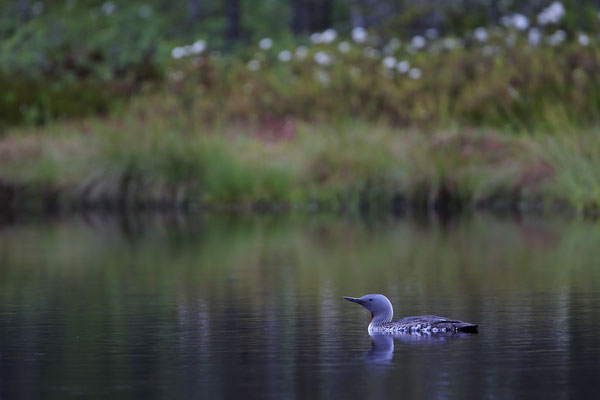 Sterntaucher,Gavia stellata,Red-throated Diver 0027