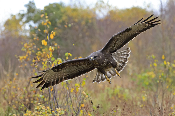 Mäusebussard,Buteo buteo,Common Buzzard 0230