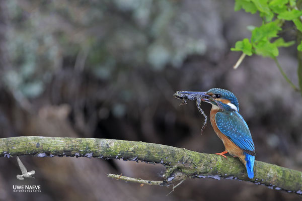 Eisvogel,Alcedo atthis,River King fisher 0057