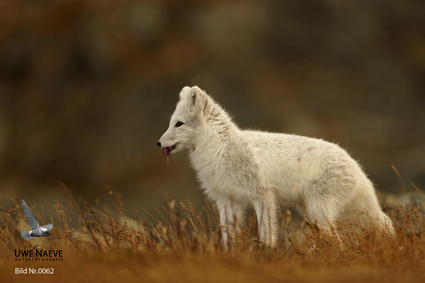 Polarfuchs,Eisfuchs,Arctic Foxes,Alopex lagopus,Vulpex lagopus 0062