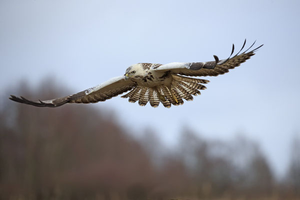 Mäusebussard,Buteo buteo,Common Buzzard 0151